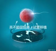 真不能促排卵,試管移植前吃優思明作用與功效竟是這