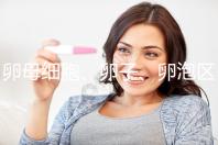 卵母細(xì)胞、卵子、卵泡區(qū)別大,備孕別再傻傻分不清