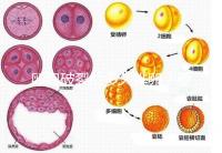 卵泡破裂后多久排卵？要想受孕更容易，這個時間別錯過！