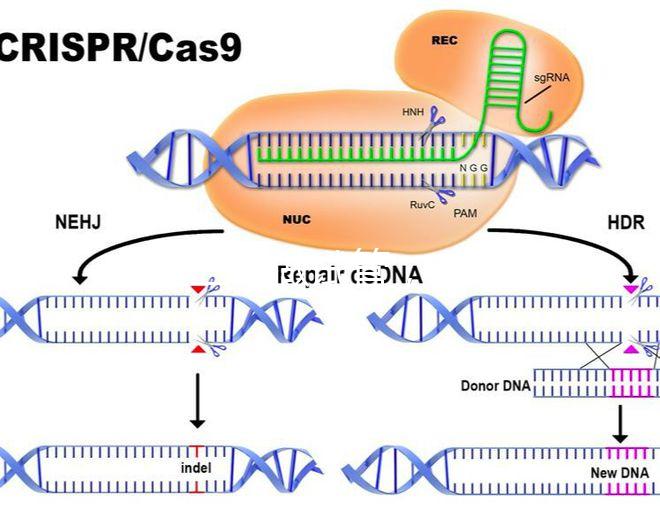 北醫三院做試管，自然周期鮮胚移植成功率是多少？