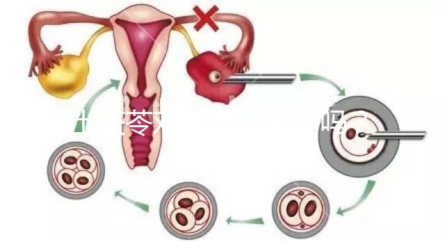 土茯苓對(duì)卵泡有影響嗎？可以調(diào)經(jīng)分析嗎？看完就清楚了