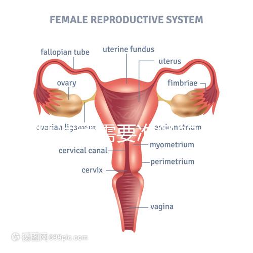供精試管需要準備的資料一覽，除結婚證外這些也必不可少