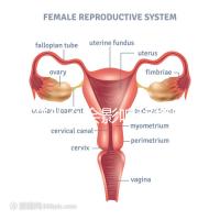 不造什么會(huì)影響移植窗口期的結(jié)果戳,時(shí)間不對著床懸乎