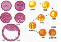 中國(guó)人的一天，揭秘試管嬰兒胚胎學(xué)家神秘又平凡的實(shí)驗(yàn)室工作