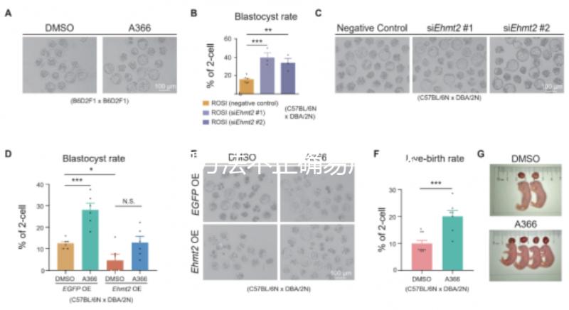 服用方法不正確易產生不良反應？利維愛的副作用解析