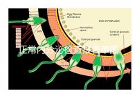 正常內分泌檢查報告單圖片大全,一分鐘弄懂檢測結果怎么看