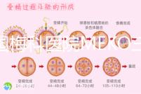 泰國(guó)梅科醫(yī)院MEKO三代試管嬰兒,不靠中介翻譯安心好孕