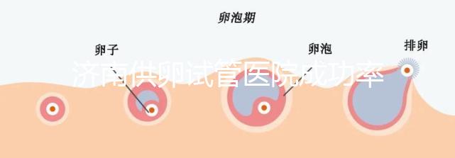濟南供卵試管醫院成功率排名公布，私立機構也不能包生男孩