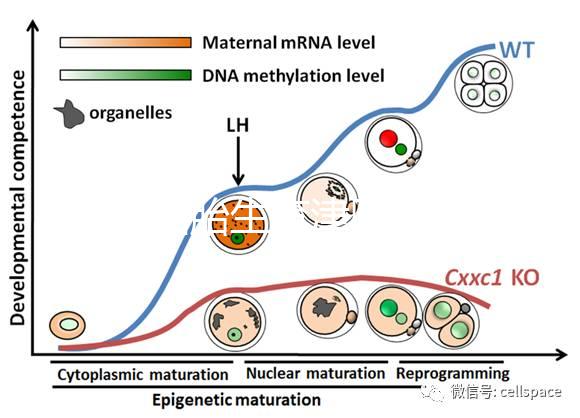 天津四胎生育津貼多少錢一個月，能不能走生育保險揭秘，快速展示