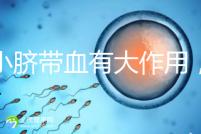 小小臍帶血有大作用，不僅能治療白血病還能拯救腦癱兒