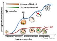 廣州hpv疫苗預(yù)約流程攻略,詳細(xì)地址加電話收好不謝