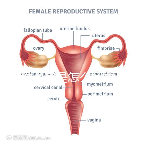 幼稚子宮是怎么回事,2點后果嚴(yán)重到無法接受