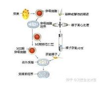 選對(duì)成功一半!來(lái)看看海南哪家醫(yī)院能做三代試管嬰兒