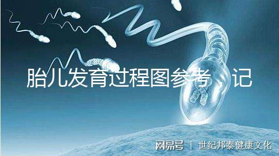 胎兒發(fā)育過程圖參考,記錄胚胎從一到九個月變化