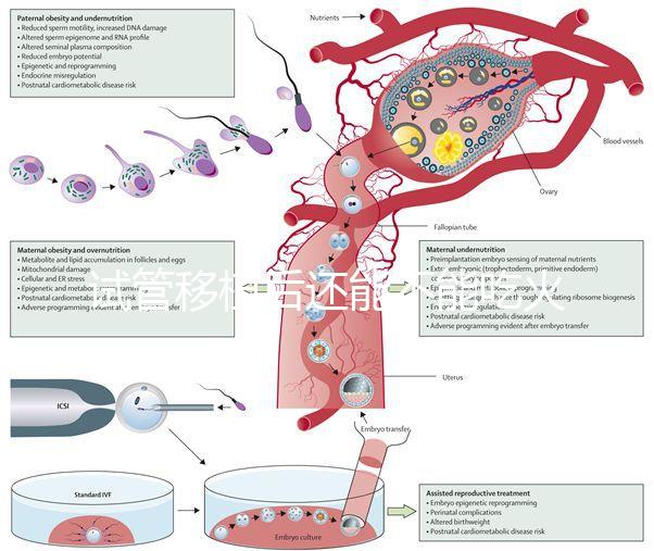試管移植后還能不能吃火鍋嗎？能吃or不能吃看大家怎么說