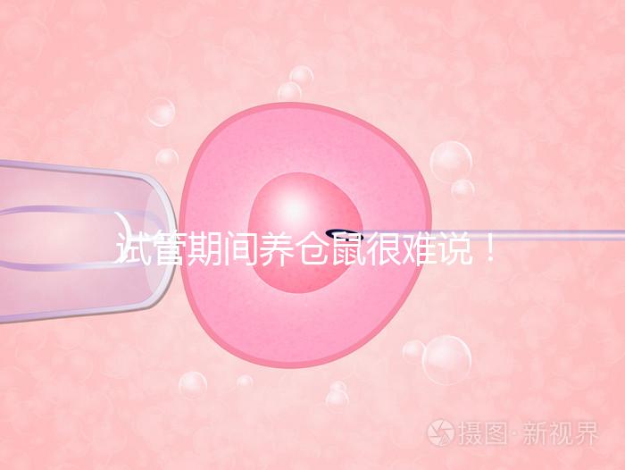 試管期間養(yǎng)倉(cāng)鼠很難說(shuō)!先了解對(duì)胎兒的影響再?zèng)Q定!