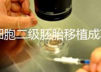 9細胞二級胚胎移植成功案例不少，過來人告訴你著床率較高