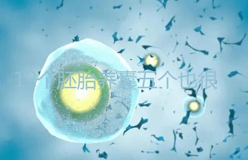 12個胚胎養囊五個也很正常，看完成功率就知所言非虛